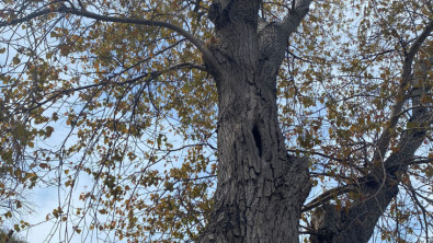 Bandırma'da Ağaçta Mahsur Kalan Kedi Kurtarıldı